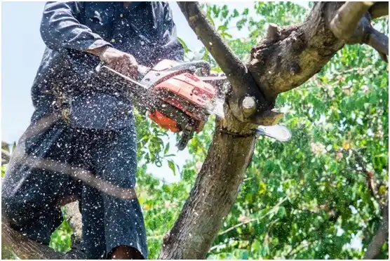 tree services Fort Belvoir